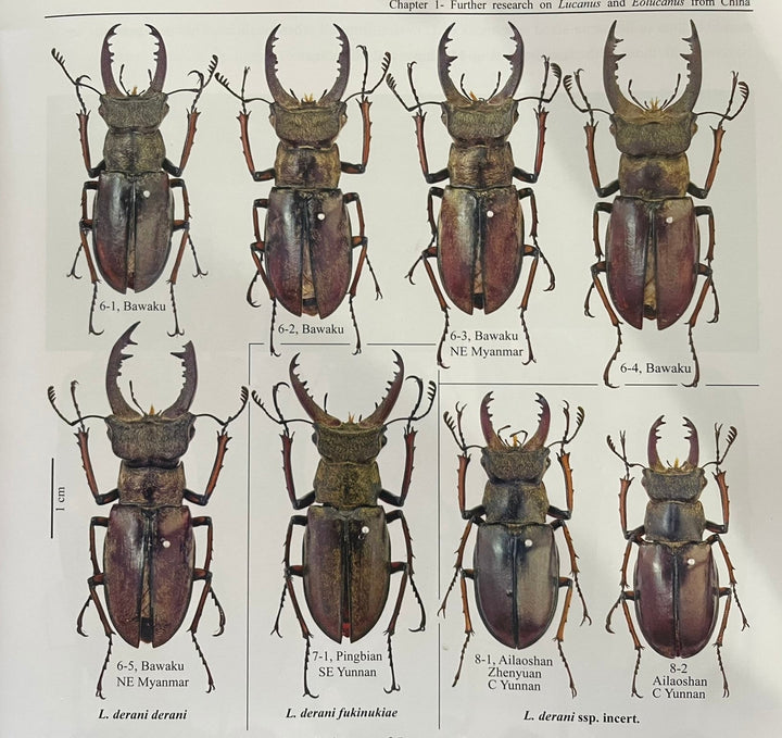 【WD】《デランミヤマクワガタ原名亜種 35mm ペア》