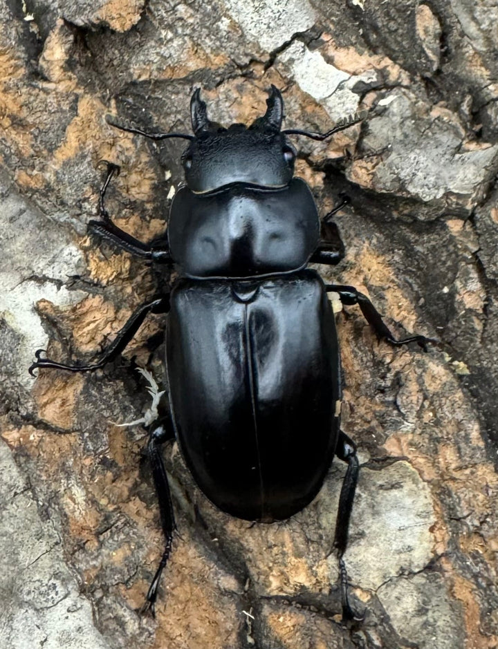 《フォルスターフタマタ亜種ニシ 77mm ペア》Moro氏ブリード個体