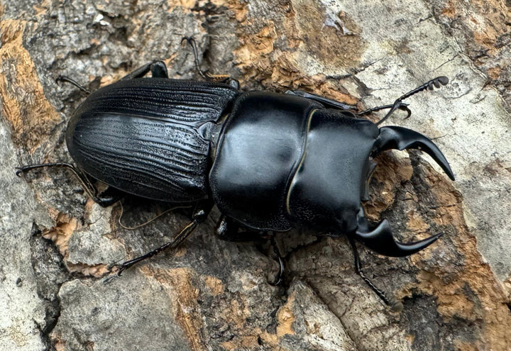 【WD】《ミンダナオパリーオオクワ 43mm ペア》