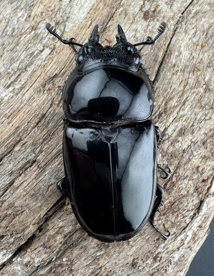 【赤目】《赤レギウスオオツヤクワガタ 魔閃紅血統 58mm ペア》inohiro109氏ブリード個体