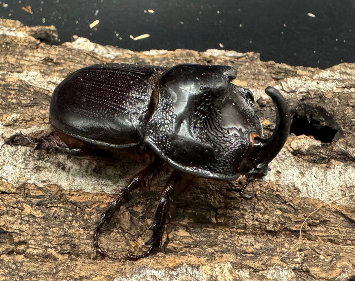 【WD】《マルタバンメンガタカブト 49.5mm ペア》