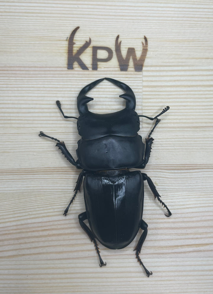 オリジナル破損防止プレート 中