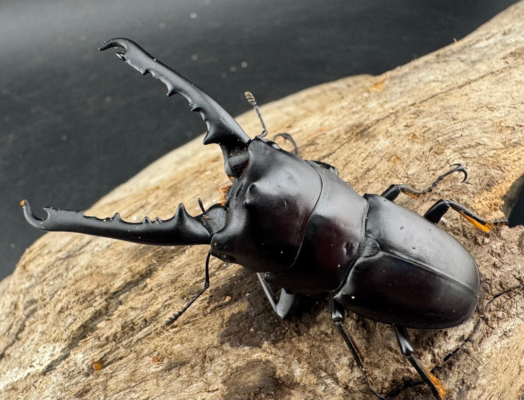 【WD】大型《ゲルツルードノコギリ レッドタイプ 60mm ペア》