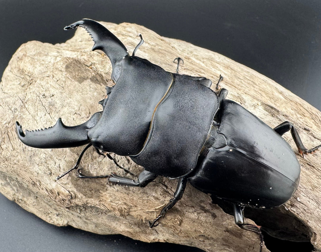 【WD】《ミンダナオヒラタ キダパワン産 93mm ペア》