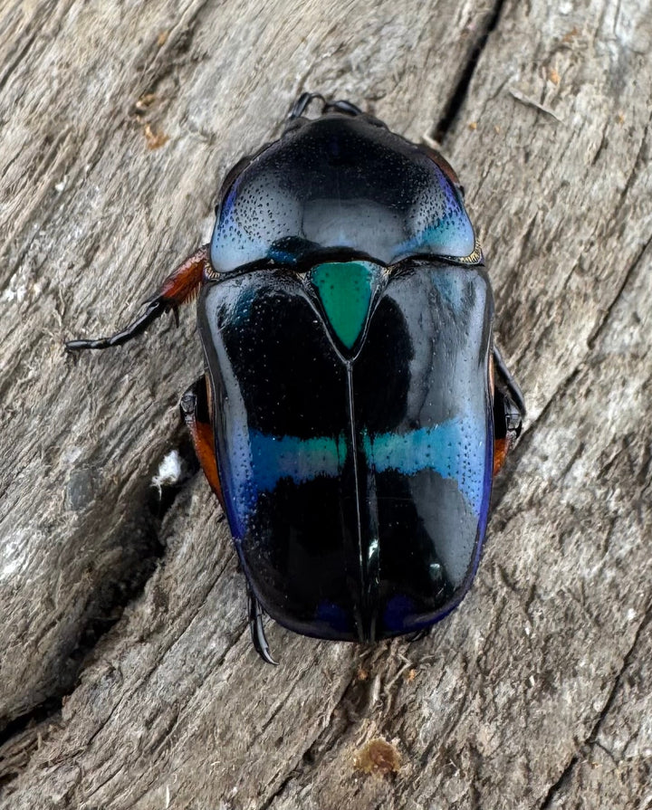 【WD】《ベルシコロールツヤカナブン ロハス産 ♀青系 ペア》