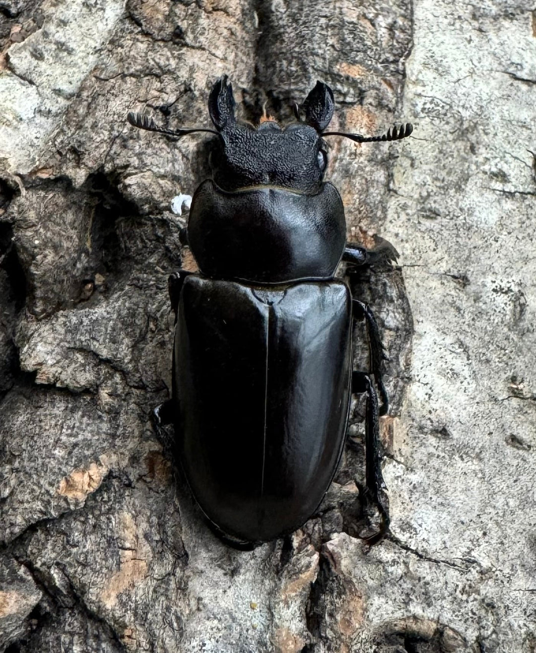 【WD】《フェアメイルミヤマクワガタ 46mm ♂♀♀トリオ》