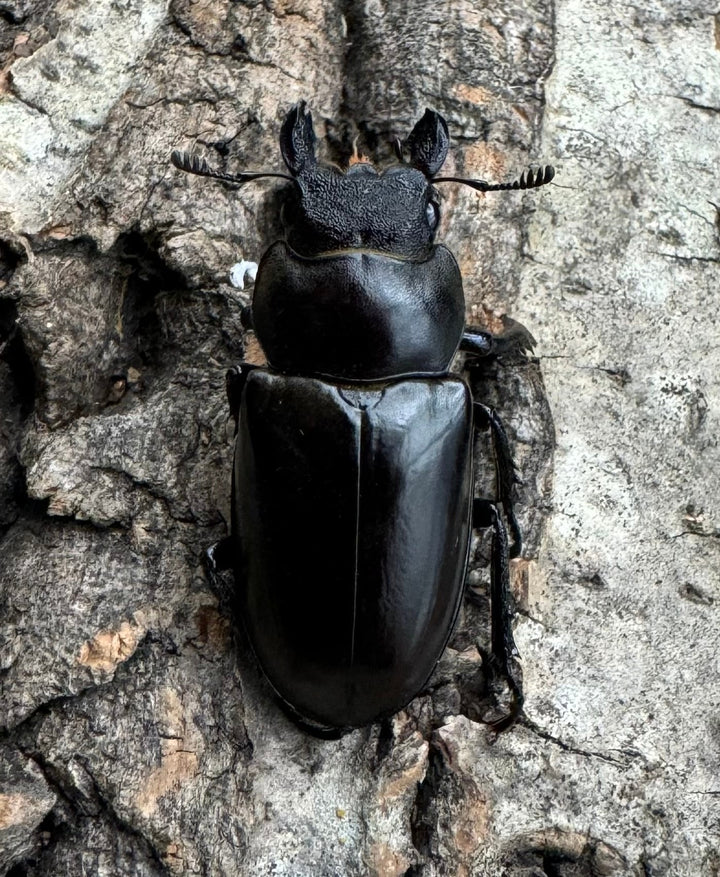 【WD】《フェアメイルミヤマクワガタ 46mm ♂♀♀トリオ》