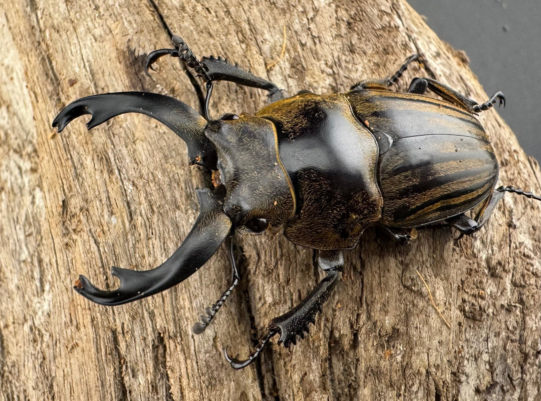 【WD】《ストリアータツヤクワガタ 48mm ペア》