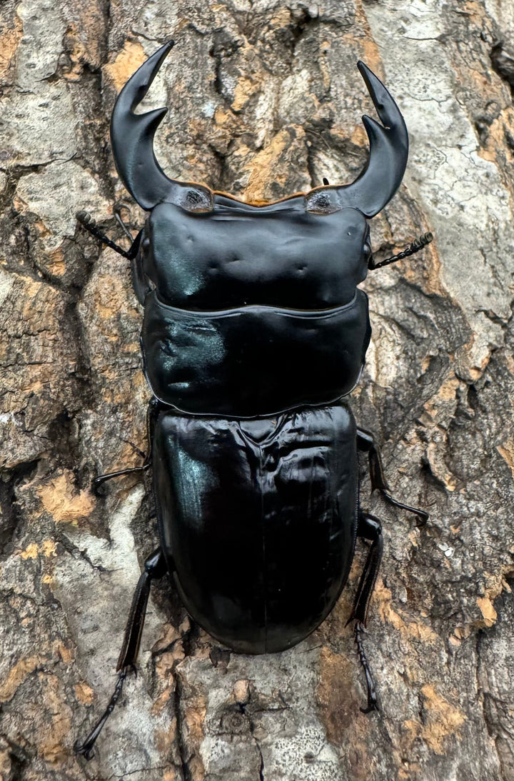 《インドアンタエウス タイガーヒル産 74mm ペア》