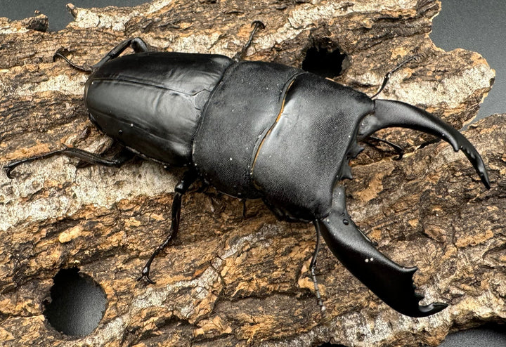 【WD】大型《南カマリネスヒラタ 91mm ペア》