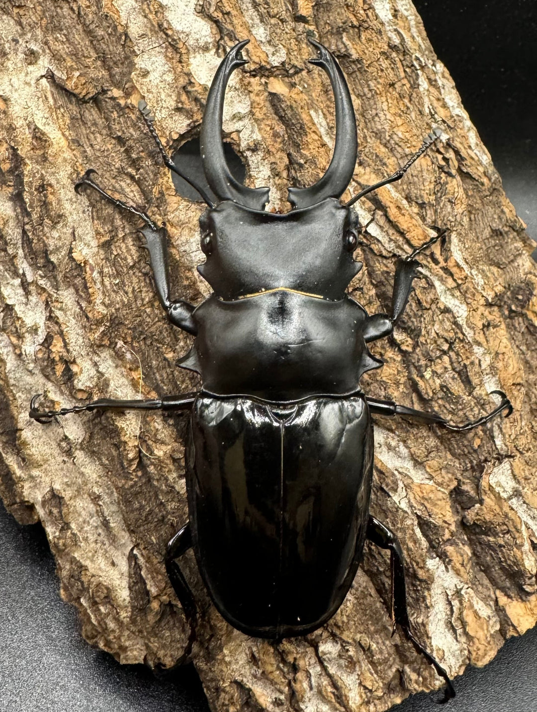 【WD】《ダールマンツヤクワガタ亜種celebensis 86.5mm ペア》