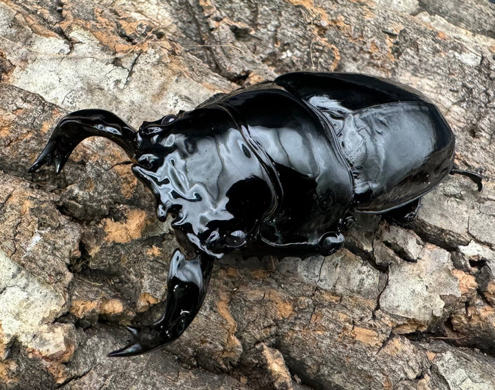 《タランドゥスオオツヤクワガタ 77mm ペア》
