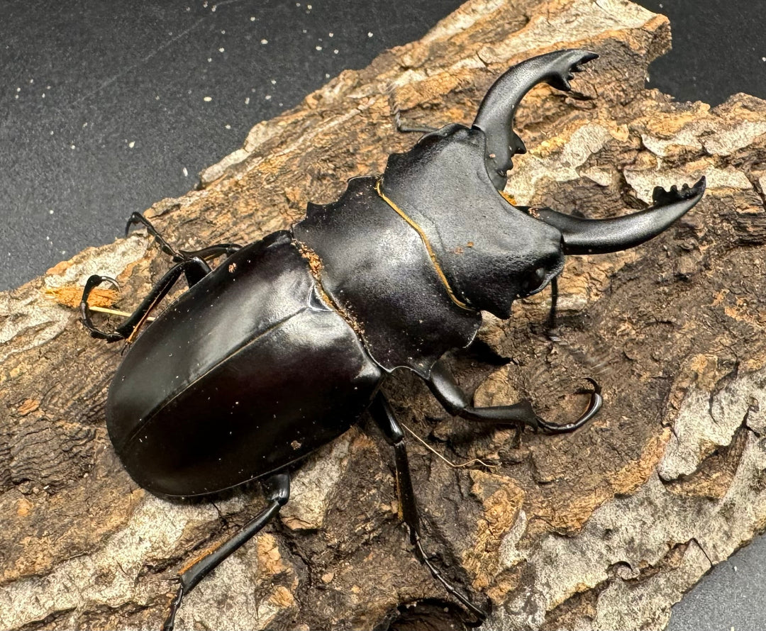 【WD】《アルケスツヤクワガタ 70mm ペア》