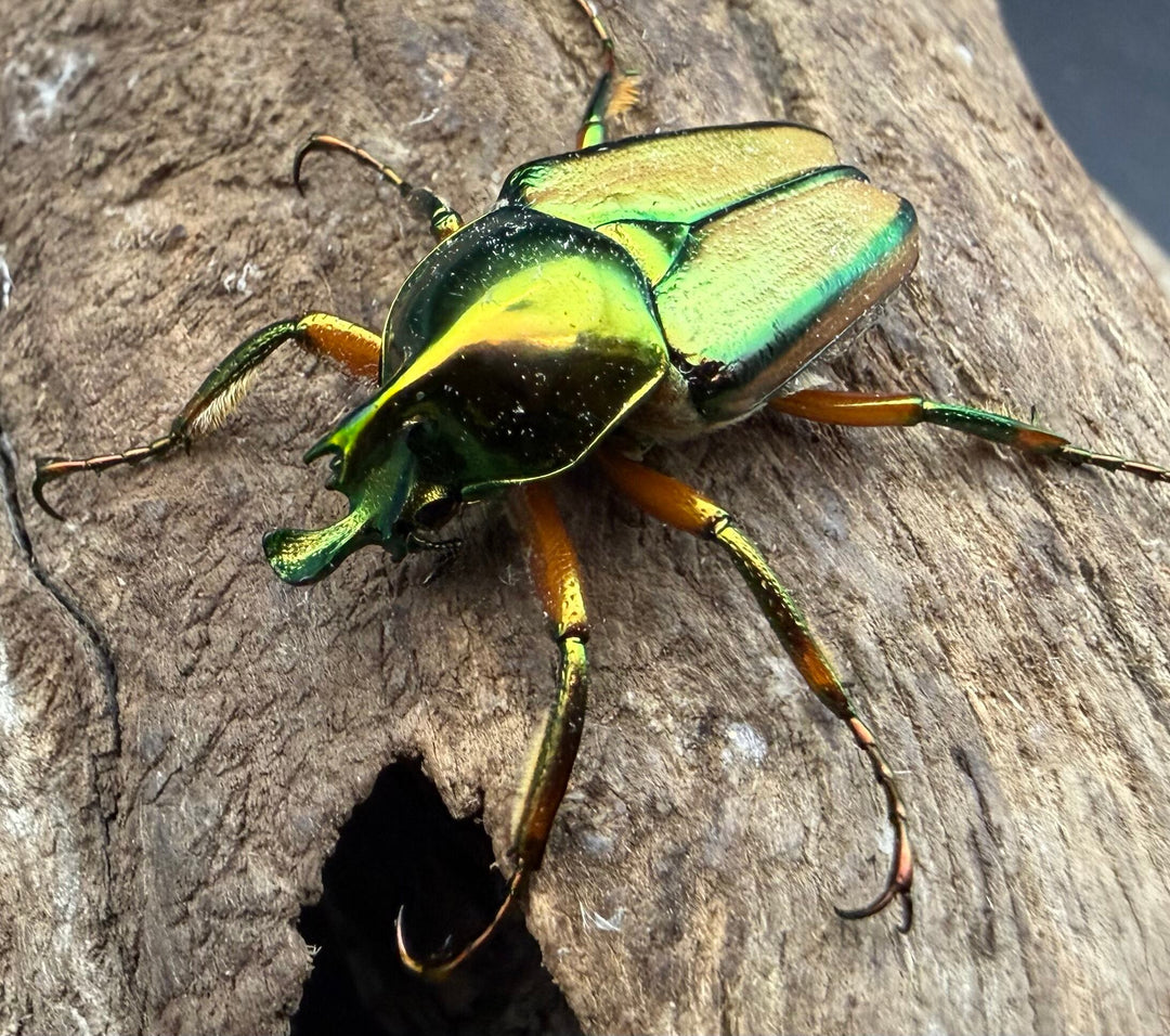 【WD】《カミングヒメカブトハナムグリ ペア》