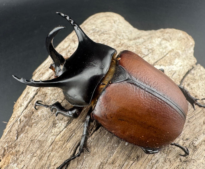 【WD】《サンボンヅノカブト 61mm ペア》