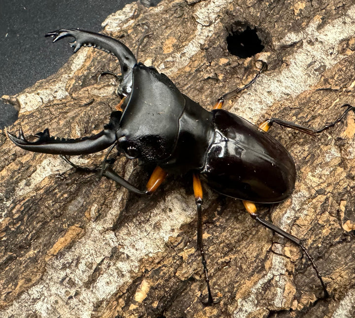 【WD】《インペリアリスツヤ亜種komorii 67mm ペア》