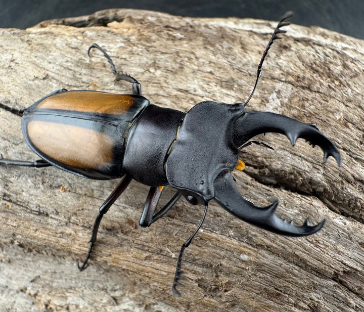 【WD】《パリーミヤマクワガタ 42.5mm ♀赤脚 ペア》