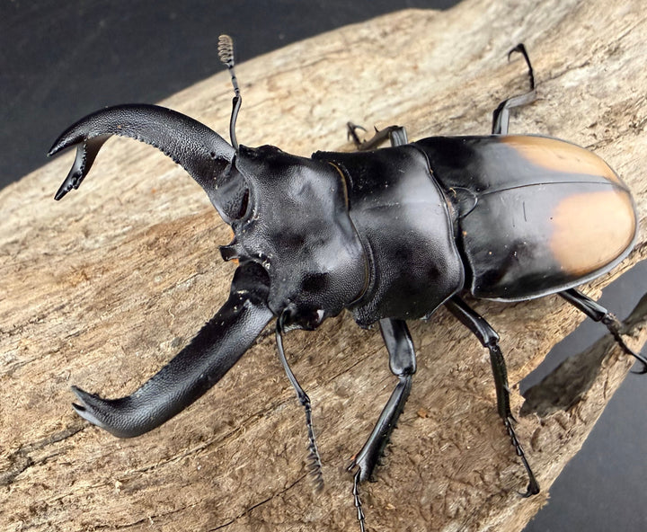 【WD】《パリーフタマタ亜種ディロレイ 73mm ペア》