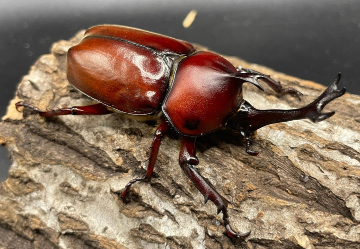 《ヤマトカブトムシ ペア》②