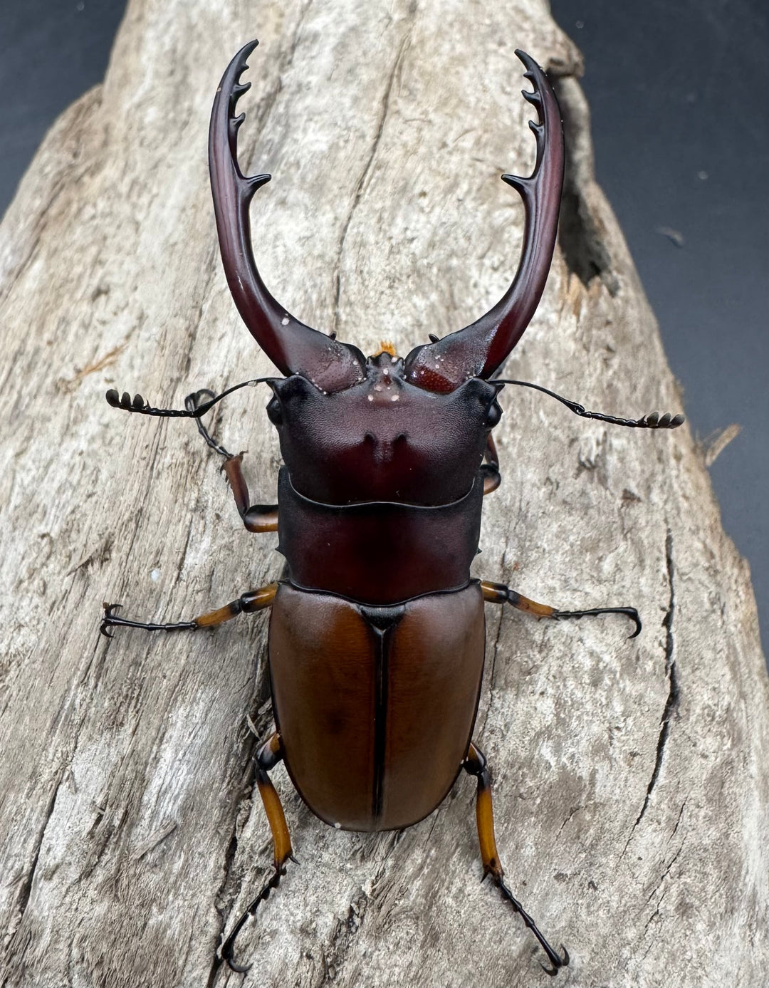 【WD】《アスタコイデスノコギリ ベンクール産 58.5mm ペア》