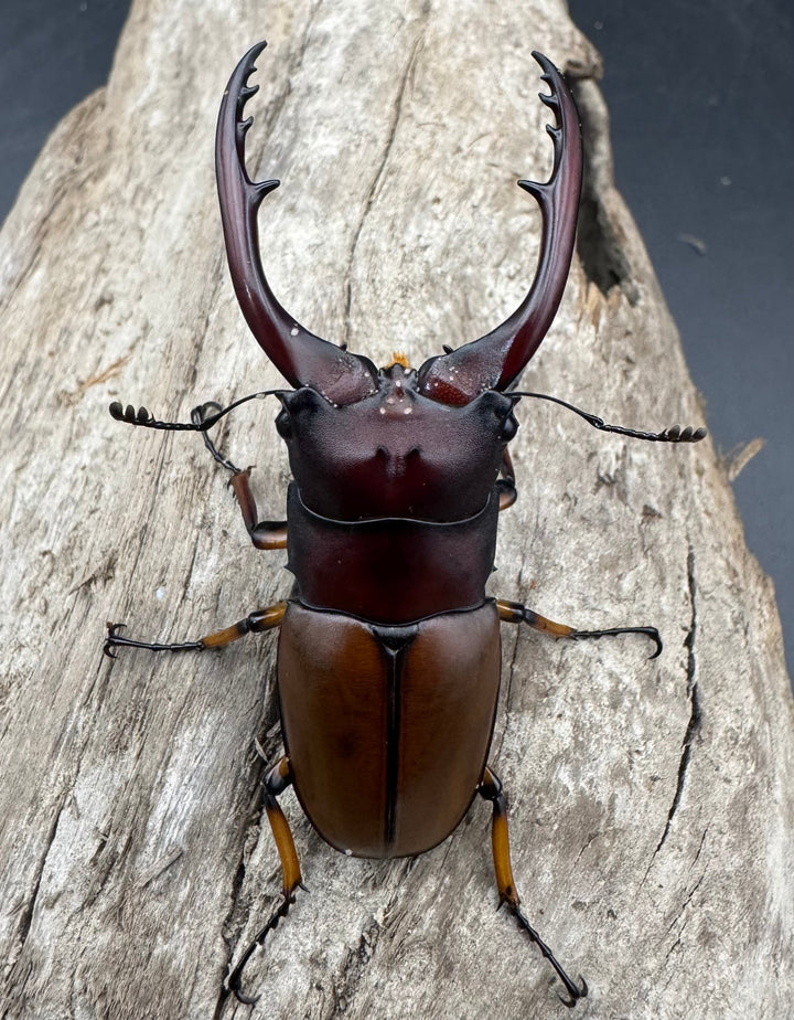 【WD】《アスタコイデスノコギリ ベンクール産 58.5mm ペア》