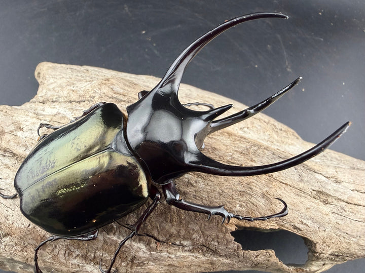 【WD】《ジャワコーカサスオオカブト 103mm ペア》