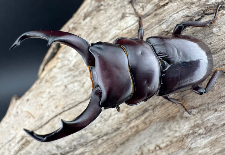 【WD】《ウォードコクワ チベット産 50mm ペア》