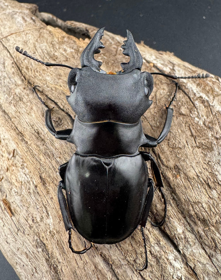 【WD】《カメラツヤクワガタ ラゴノイ産 55.5mm ペア》