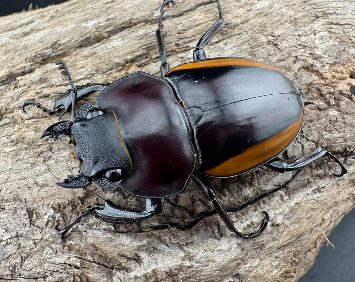 【WD】《スチーブンスツヤ亜種duivenbodei 40mm ♀単》