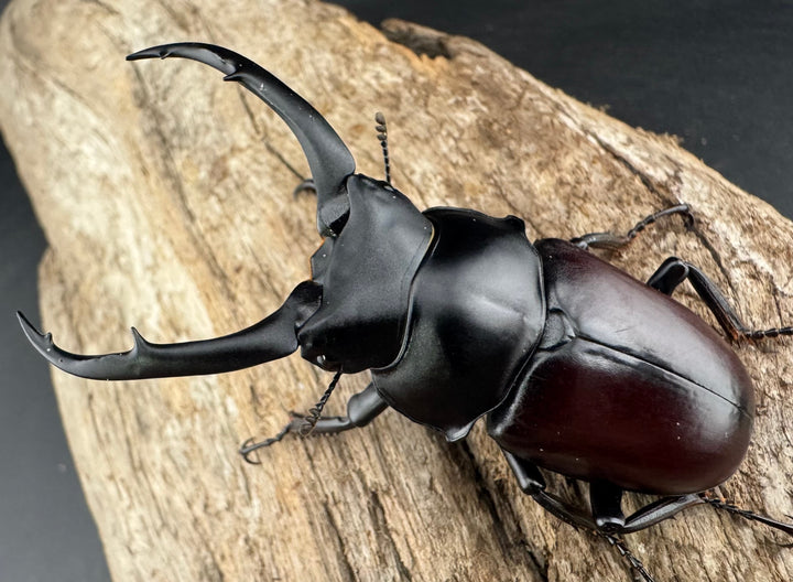 【WD】《ドンキエルコクワ原名亜種 雲南省産 65mm ♂♀♀トリオ》