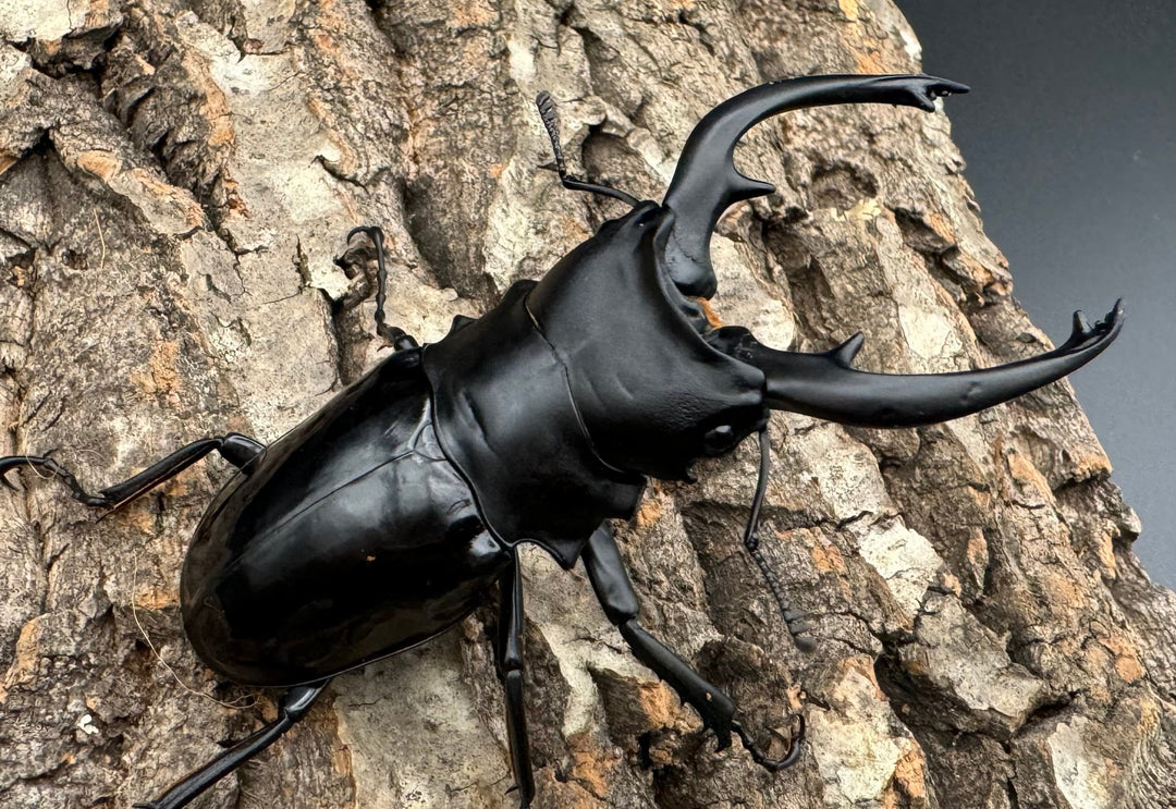 【WD】《インターメディアツヤクワガタ 86mm ペア》