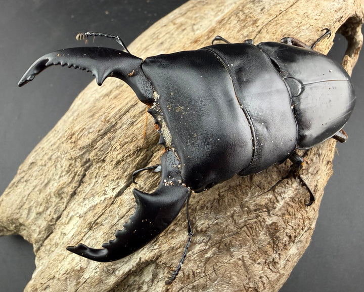 【WD】《スマトラオオヒラタ アチェ産 94mm ペア》