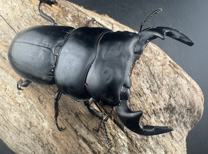 【WD】《アンタエウスオオクワ亜種miyashitai 74mm ペア》