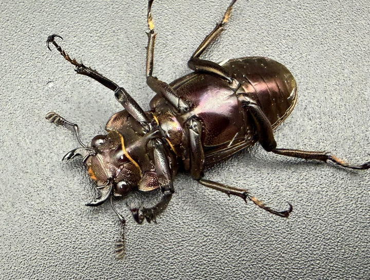 《メタリフェルホソアカ亜種フィナエ パープル系 81.5mm ペア》