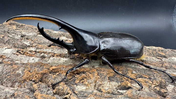 《ヘラクレス・ヘラクレス 125mm ペア》