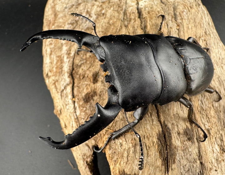 【WD】《パラワンオオヒラタ ロハス産 78mm ペア》