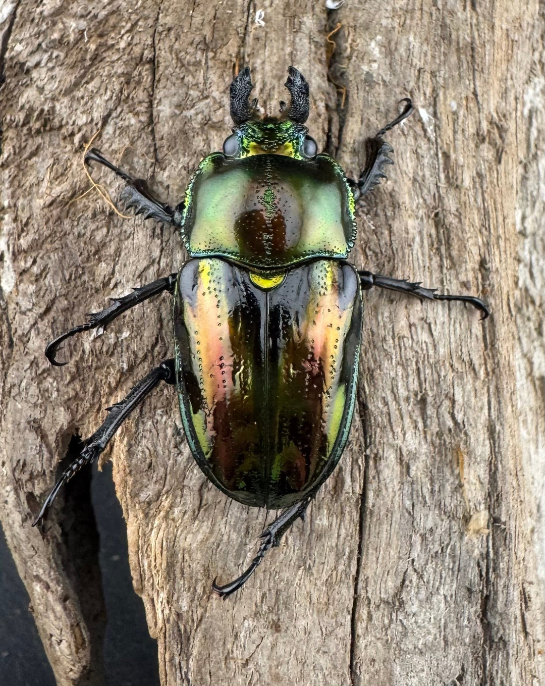 《ニジイロクワガタ 59mm ペア》