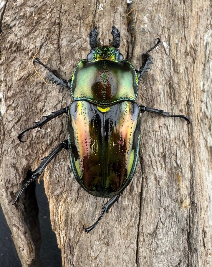 《ニジイロクワガタ 59mm ペア》