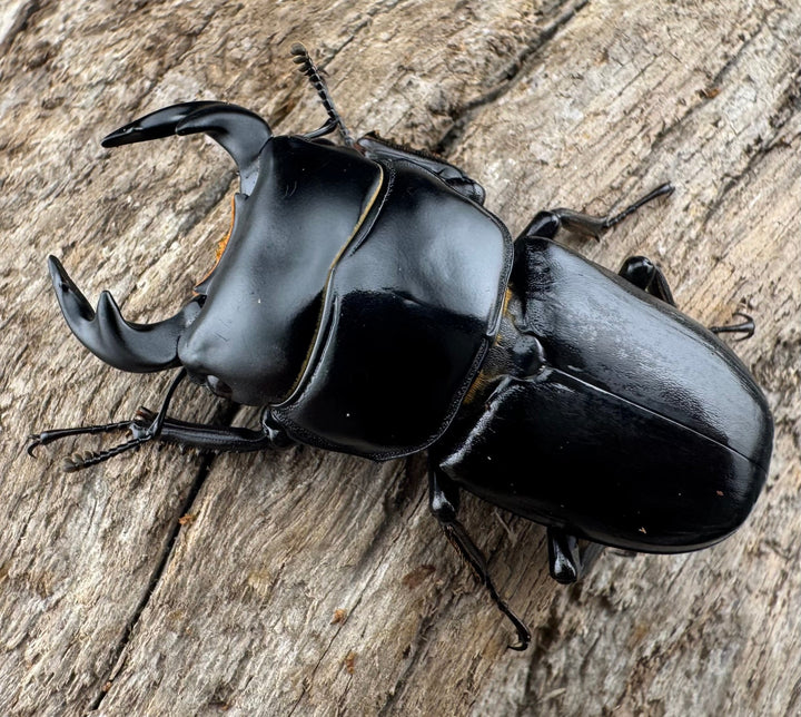 【WD】《ドルクスヤクシャ原名亜種 42mm ペア》