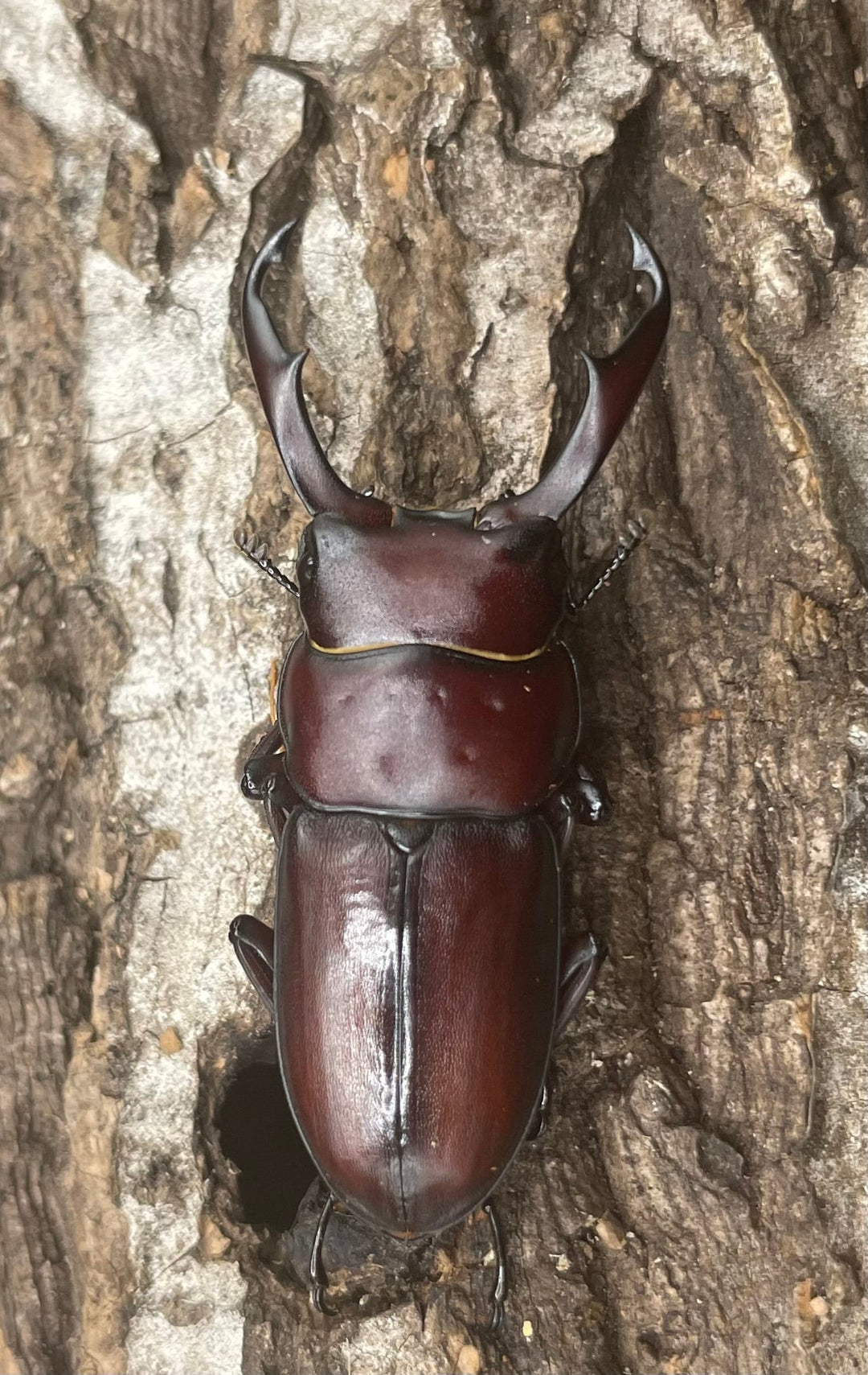 《ハチジョウコクワガタ 40mm ペア》