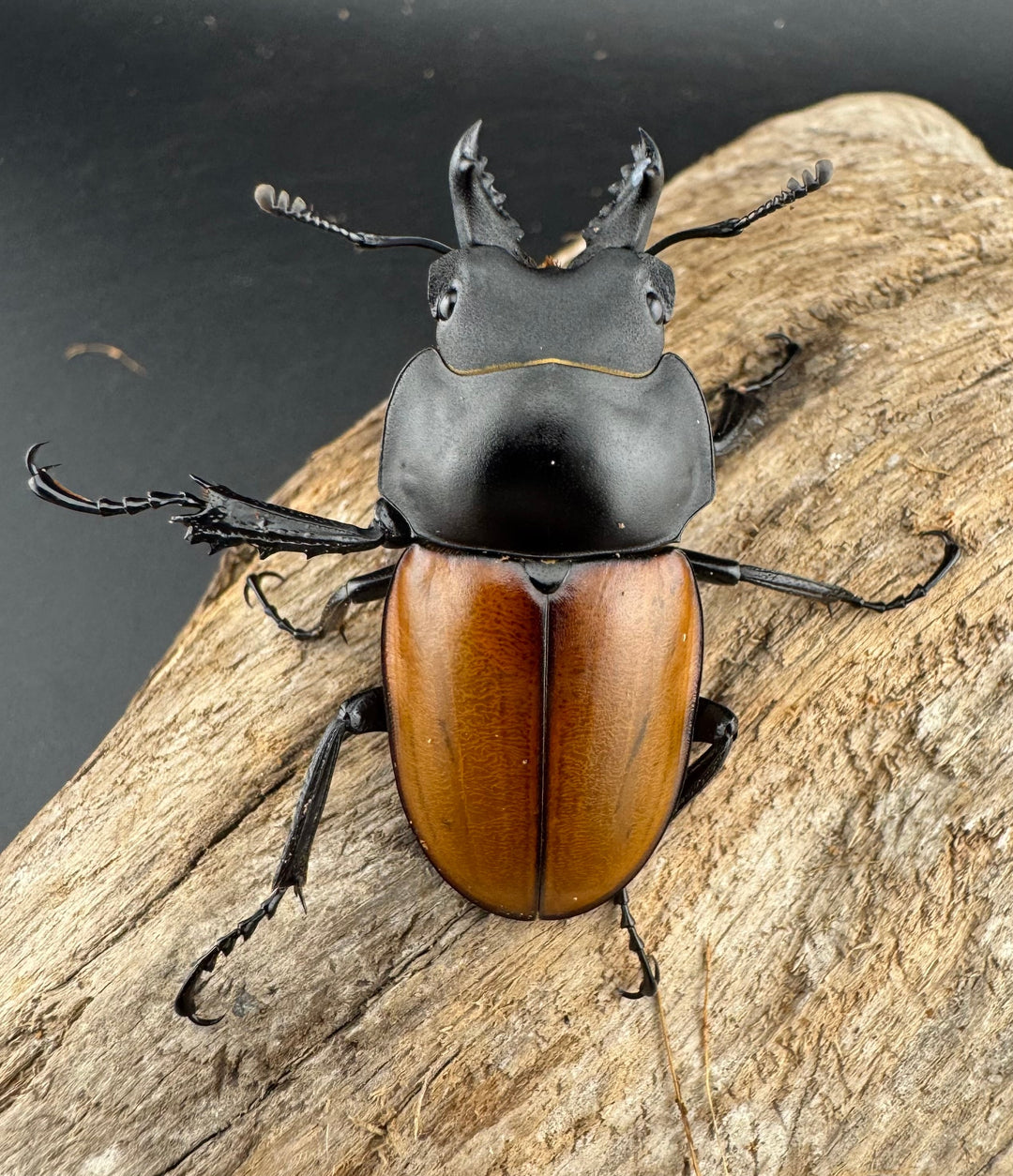 【WD】《ニティドゥスマルバネクワガタ 45.5mm ペア》