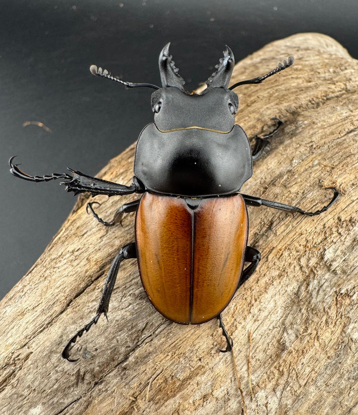 【WD】《ニティドゥスマルバネクワガタ 45.5mm ペア》