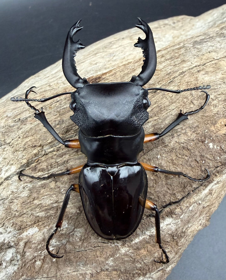 【WD】《インペリアリスツヤ亜種komorii トゥルスマリア産 64.5mm ペア》