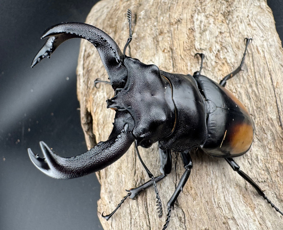 【WD】《セアカフタマタ（パリーフタマタ） 82mm ペア》