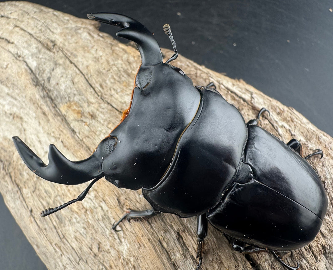 【WD】《アンタエウスオオクワ亜種miyashitai 75mm ペア》