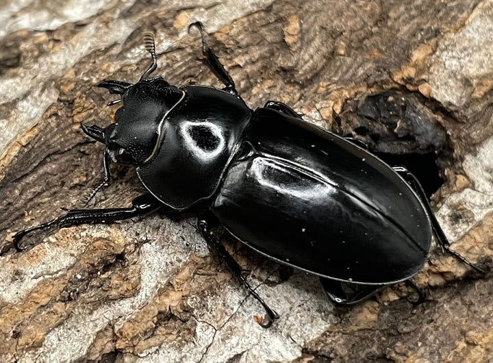 【WD】《アドゥンクスフタマタミャンマー北部亜種 66mm B品ペア》