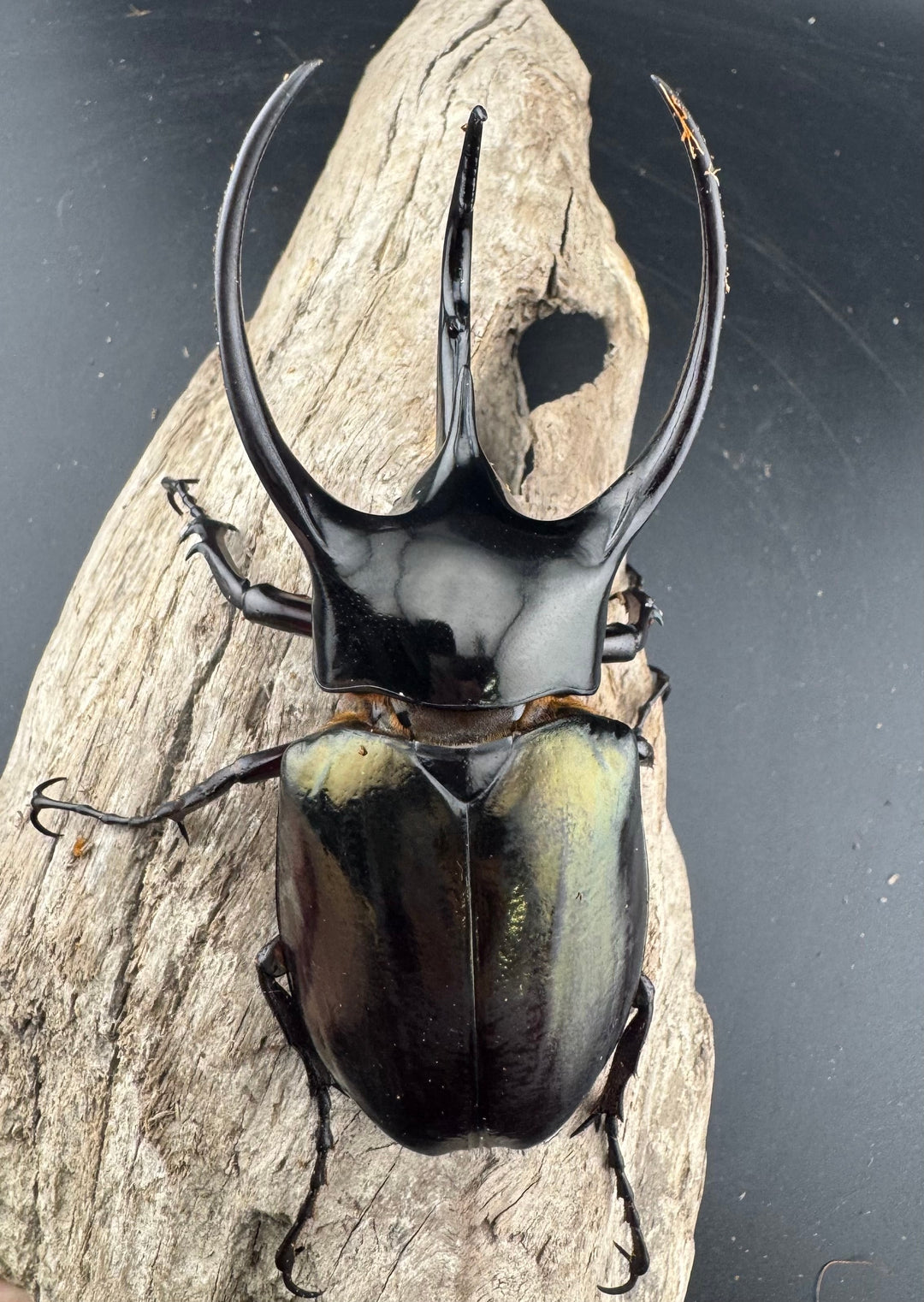 【WD】美形《ジャワコーカサスオオカブト 107mm ペア》