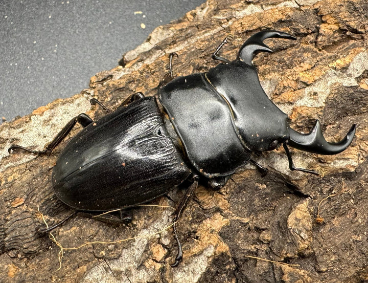 【WD】《パラワンパリーオオクワ 59mmペア》