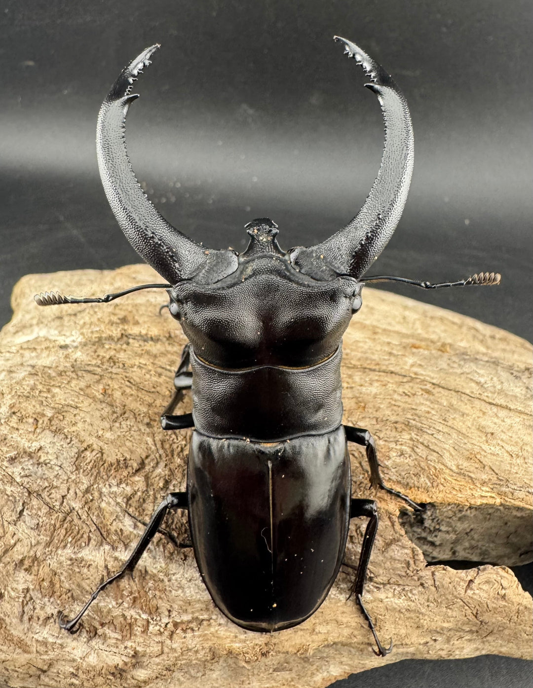 【WD】大型《リノケロスフタマタ 93.5mm ペア》