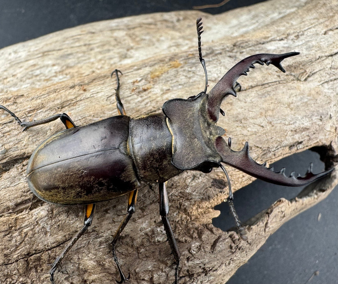 【WD】《ディボウスキーミヤマ原名亜種（チョウセンミヤマ） 遼寧省産 51mm A'品ペア》